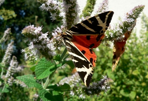Ecaille chinée (Euplagia quadripunctaria), un papillon de nuit qui pollinise par les chaudes journée d'été © Renée Comsa